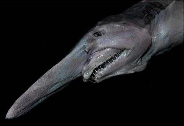 世界上最古老的鲨鱼，精灵鲨存在一亿多年