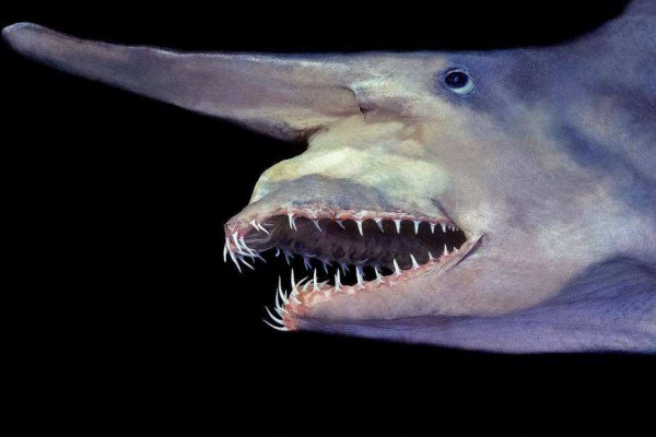 世界上最古老的鲨鱼，精灵鲨存在一亿多年