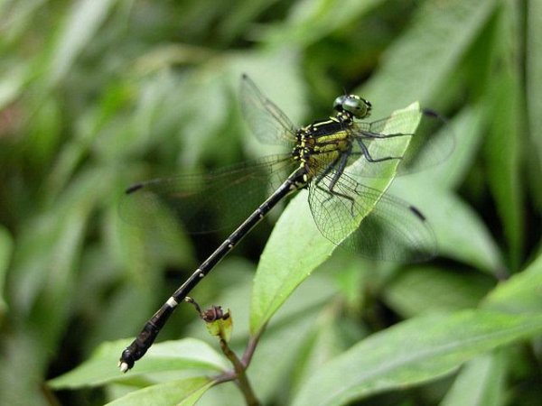世界上最珍稀蜻蜓：尖板曦箭蜓体长约41毫米