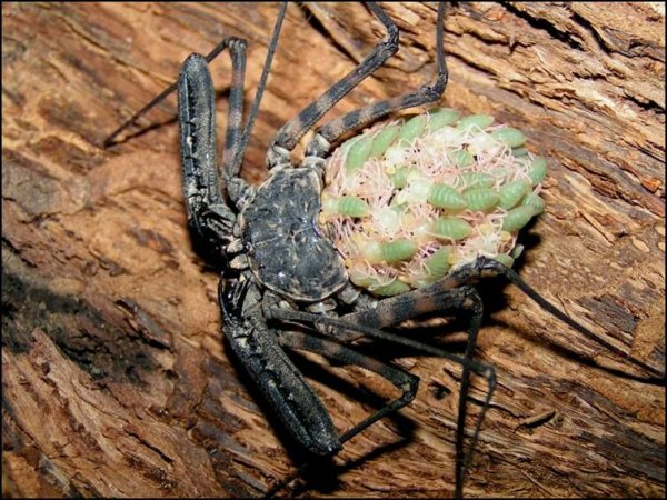 世界上最恶心的蜘蛛，鞭蛛长达4-5毫米