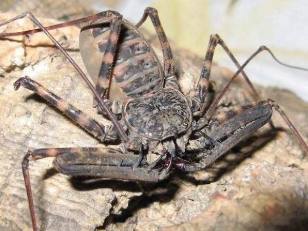 世界上最恶心的蜘蛛，鞭蛛长达4-5毫米