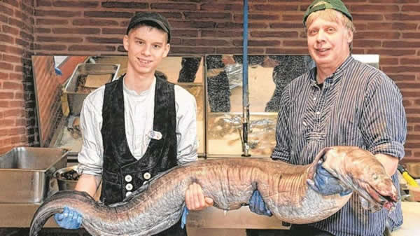 世界上最大的海鳗：长2.4米重达75公斤