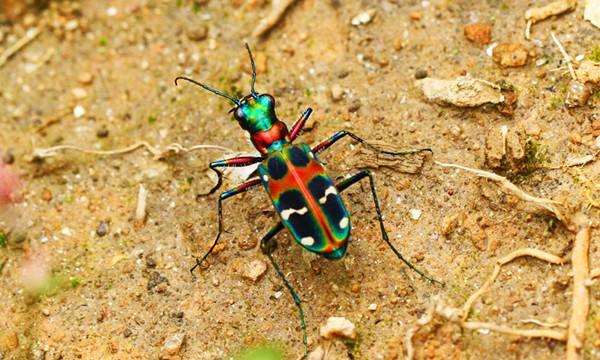 世界上跑的最快的昆虫：虎甲虫喜欢挡着人的路