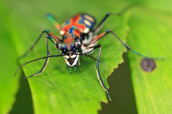 世界上跑的最快的昆虫：虎甲虫喜欢挡着人的路