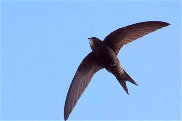 世界上最快的动物：尖尾雨燕最快时速352.5千米