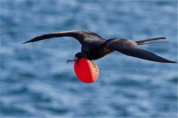 世界上最快的动物：尖尾雨燕最快时速352.5千米