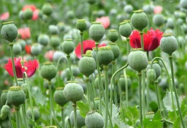 世界上最美最毒的花：罂粟被称为恶之花