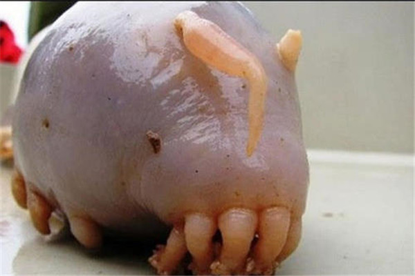 世界上最难看的生物：海猪外形憨厚可爱