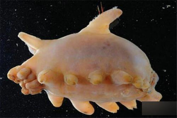世界上最难看的生物：海猪外形憨厚可爱