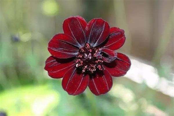 世界上最稀有的十种花：见过三种算你厉害！