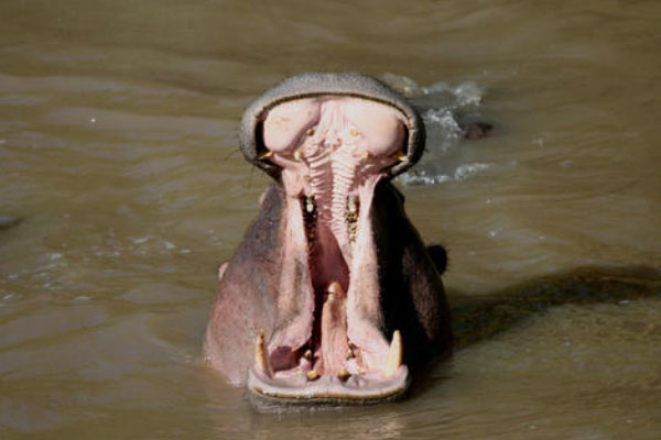 世界上咬合力第一的动物：河马能一口咬断小鳄鱼