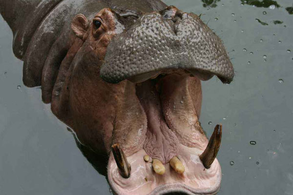 世界上咬合力第一的动物：河马能一口咬断小鳄鱼