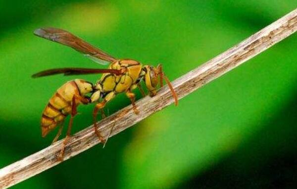五种世界上最可怕的生物：红火蚁是人类敌人