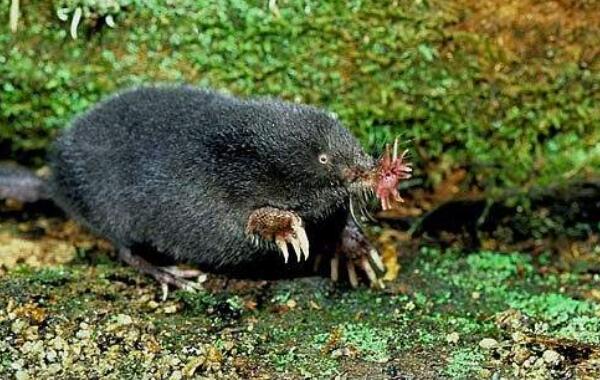 世界上进食最快的动物：星鼻鼹鼠仅需0.25秒进食