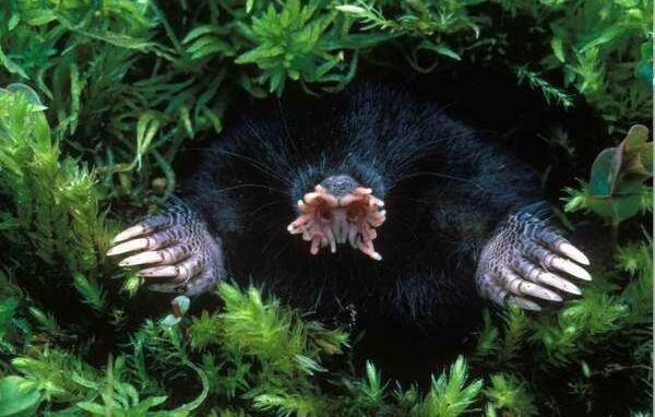 世界上进食最快的动物：星鼻鼹鼠仅需0.25秒进食