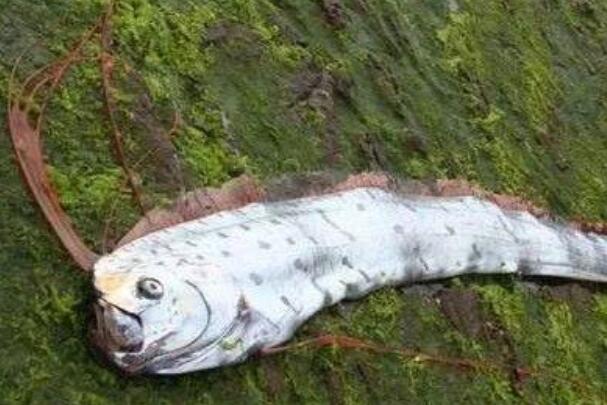 世界上最怪异的生物：桨鱼长度可达15米