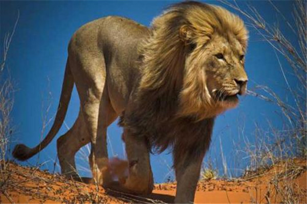 世界上最大的狮子：开普狮身高1米多，体长近4米