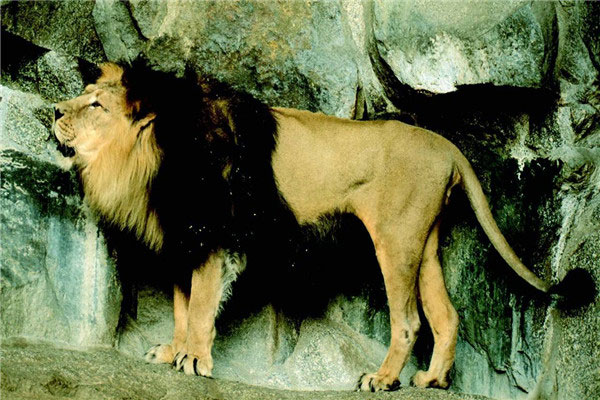 世界上最大的狮子：开普狮身高1米多，体长近4米