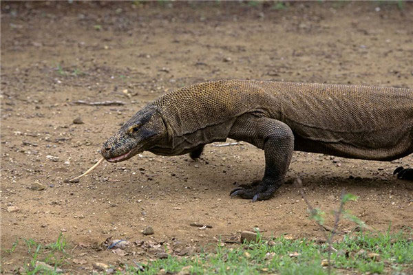 世界上最大的蜥蜴排名前五：科莫多龙巨蜥毫无争议夺冠