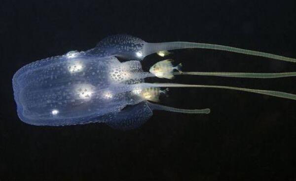 世界十大毒王排名：澳洲方水母有“毒王之首”之称
