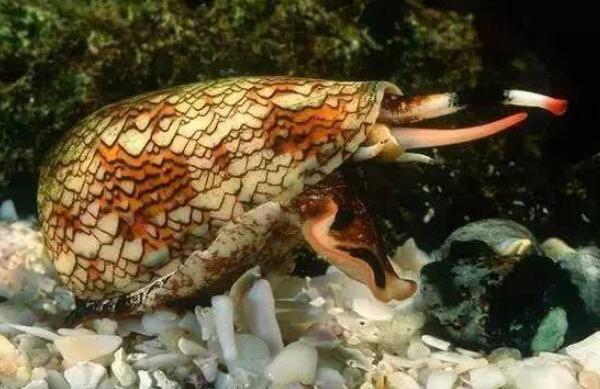 世界十大毒王排名：澳洲方水母有“毒王之首”之称