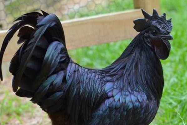 世界上最贵的鸡：“兰博鸡尼”一只600万元