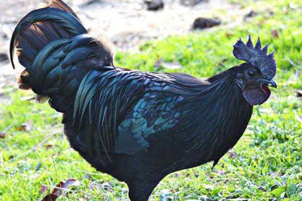 世界上最贵的鸡：“兰博鸡尼”一只600万元