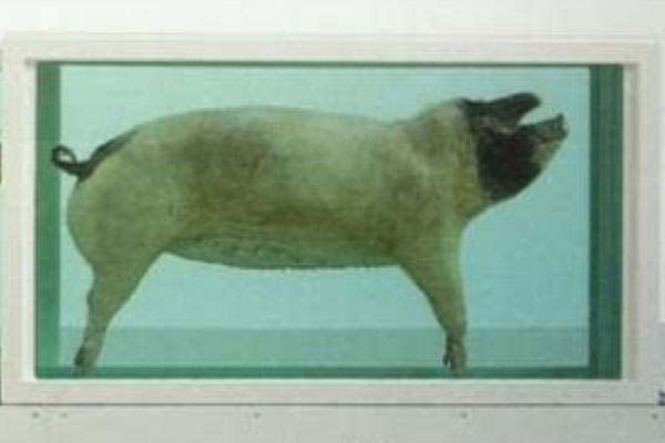 世界上最贵的猪：达明赫斯特的猪价值6500万