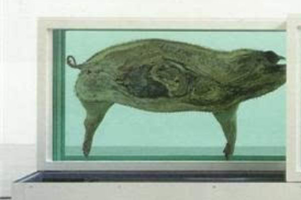 世界上最贵的猪：达明赫斯特的猪价值6500万