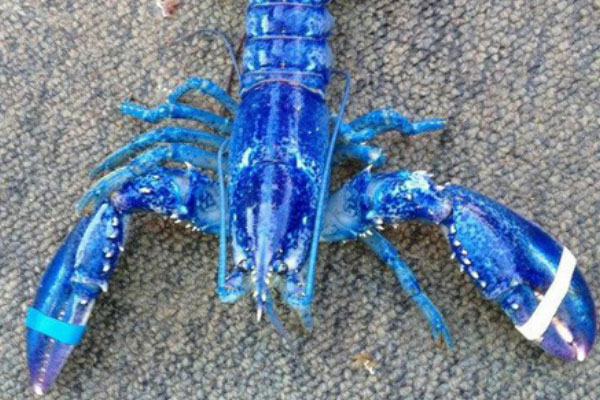 世界上最贵的龙虾：法国蓝龙虾一只价钱达百万