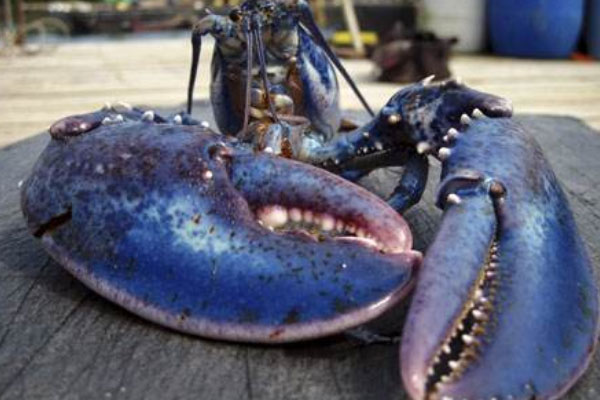 世界上最贵的龙虾：法国蓝龙虾一只价钱达百万