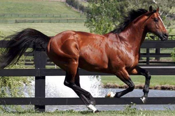 世界上最贵的马：纯血马价值4亿多元
