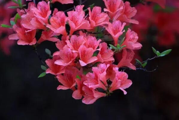 最名贵的十种花卉：梅花第一，牡丹有花中之王美誉