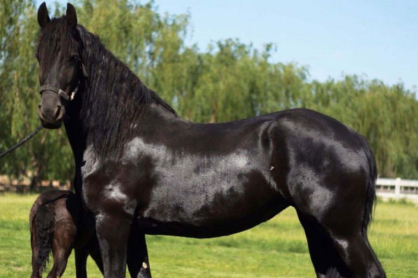 世界上最贵的马品种大盘点：阿拉伯马第二，纯血马第一