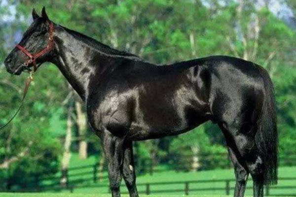 世界上最贵的马品种大盘点：阿拉伯马第二，纯血马第一