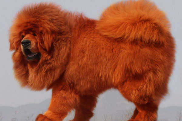 世界十大最贵的狗：藏獒排第一名