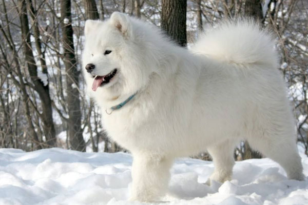 世界十大最贵的狗：藏獒排第一名