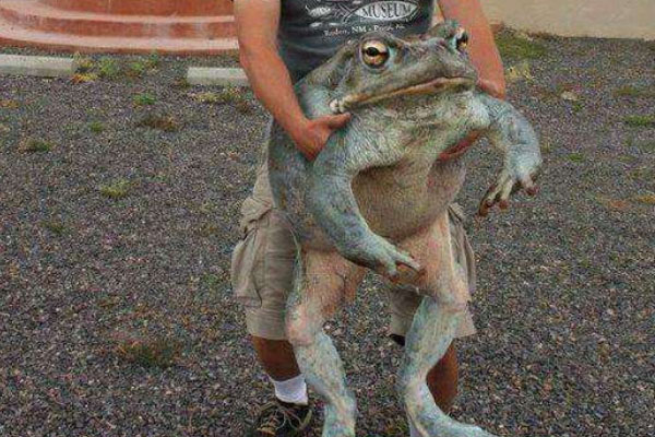世界上最长的青蛙：喀麦隆巨蛙体重可达3千克