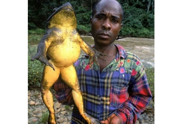 世界上最长的青蛙：喀麦隆巨蛙体重可达3千克