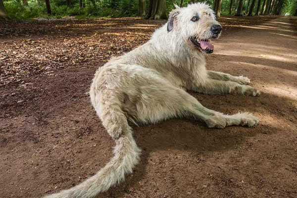 世界上尾巴最长的狗：尾巴长度达76.8厘米
