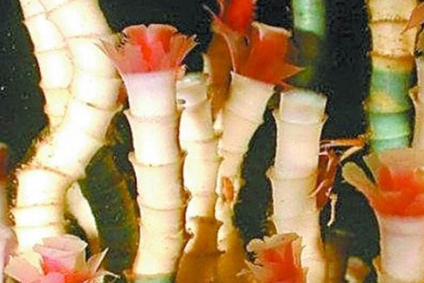 世界上寿命最长的十种动物：灯塔水母或可长生不老