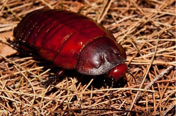 世界上最大最凶的蟑螂：体长达10厘米，堪称巨无霸