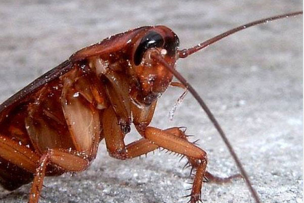 世界上最大最凶的蟑螂：体长达10厘米，堪称巨无霸