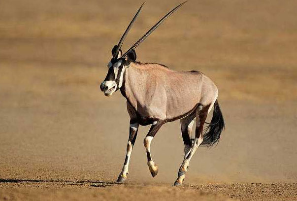 世界上最大的羚羊：非洲大羚羊体重可达1吨