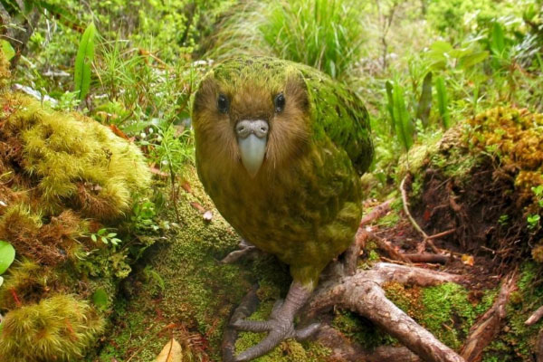 世界上最稀有的鸟：大鹮数量在100头左右