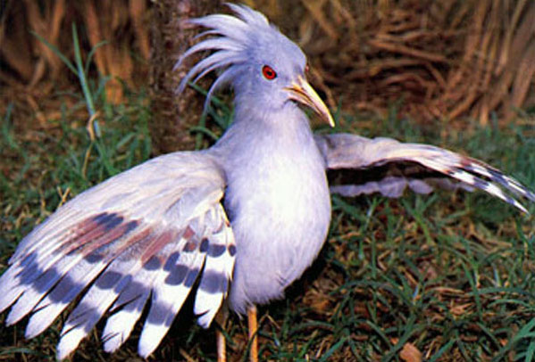 世界上最稀有的鸟：大鹮数量在100头左右