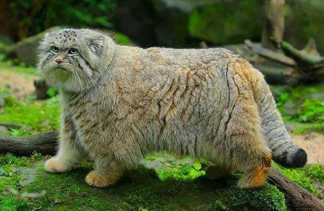 世界上最凶残的猫：帕拉斯猫极具攻击性