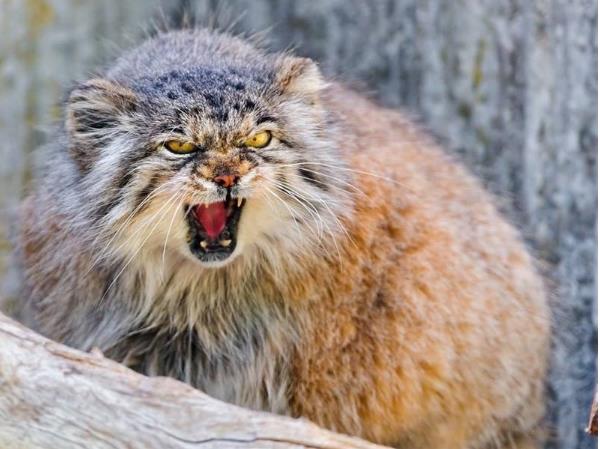 世界上最凶残的猫：帕拉斯猫极具攻击性