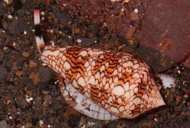 世界上最毒的海螺：鸡心螺的毒素足以杀死10个人
