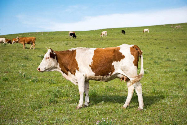 世界十大肉牛品种排名：日本和牛排第一